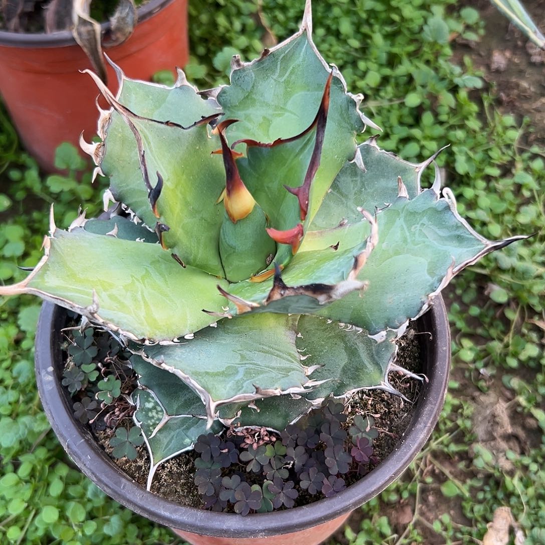 多肉植物蓝鲸杂交