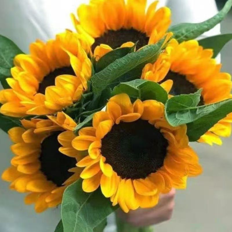 【5枝  向日葵】云南基地鲜花 【斗南花花世界专属】