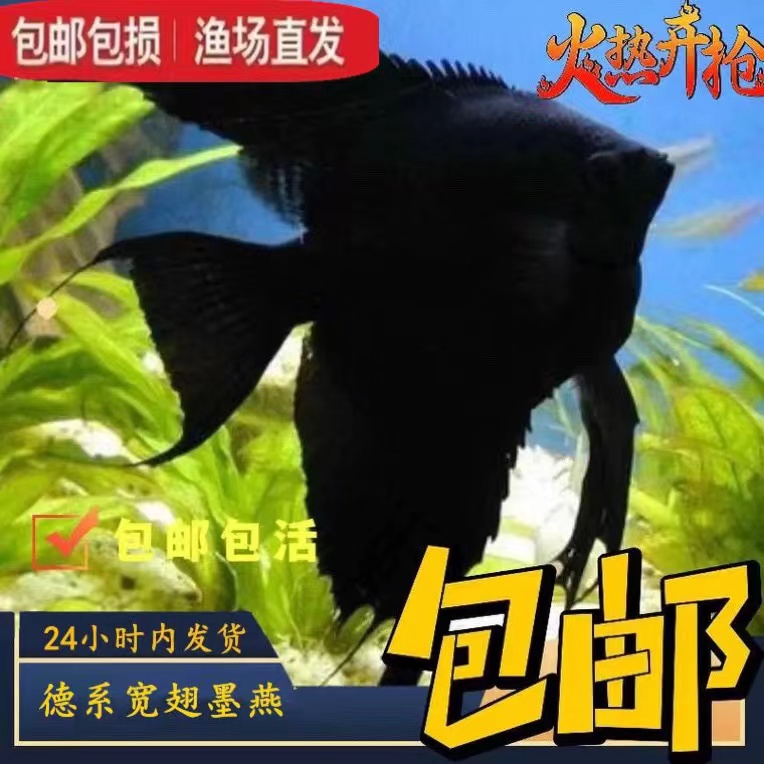 精选黑色热带宽墨宽鳍墨燕神仙鱼好养耐活鱼苗