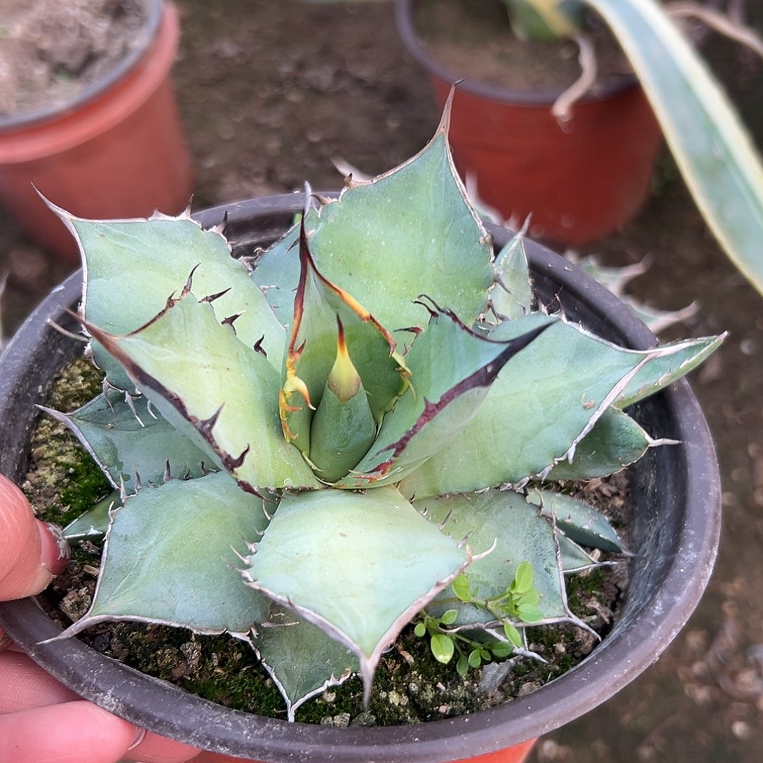 多肉植物熊猫单头