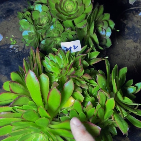 万圣节朵朵缀女王朵朵多肉缀212多肉不包断