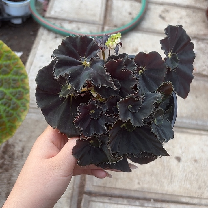 完全开放黑骑士秋海棠