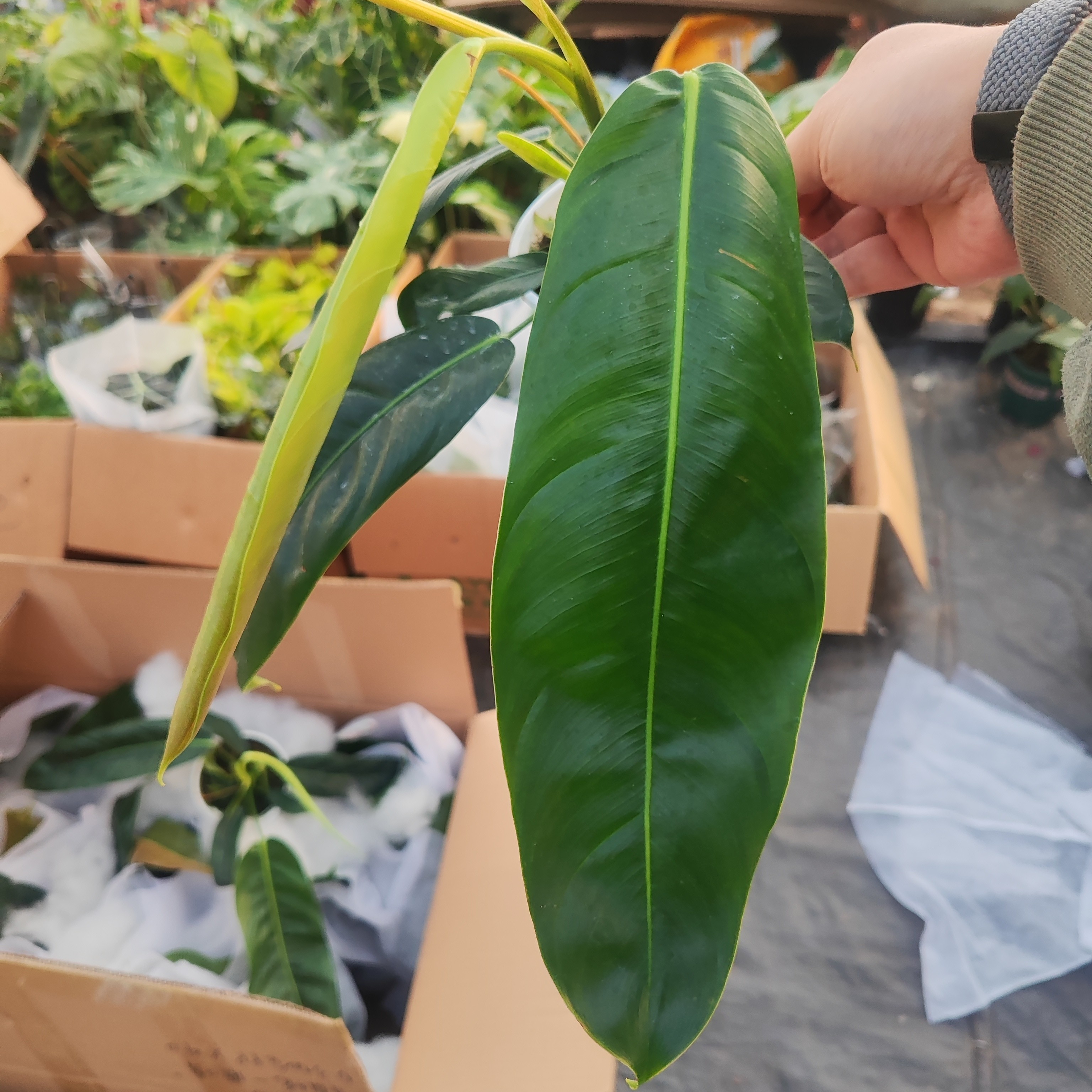 叶损处理120PP蔓绿绒室内外好养耐热多年生观叶绿植净化空气四季