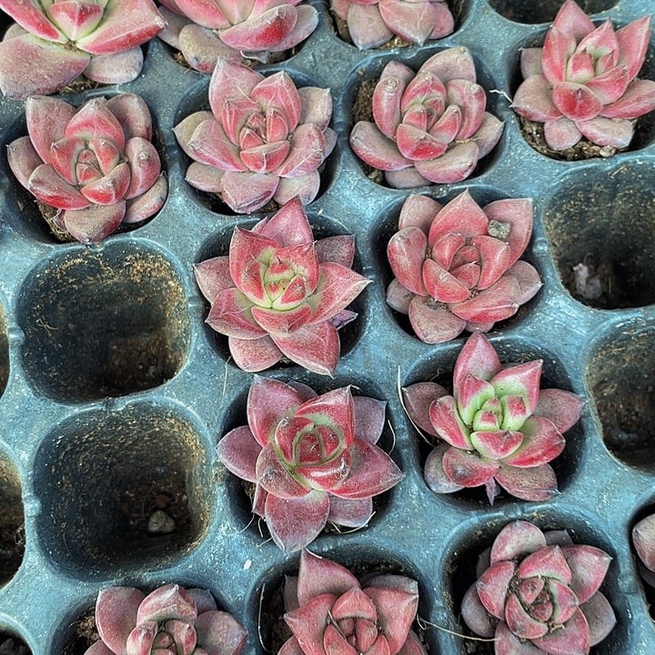 小罗宾1.5带土发