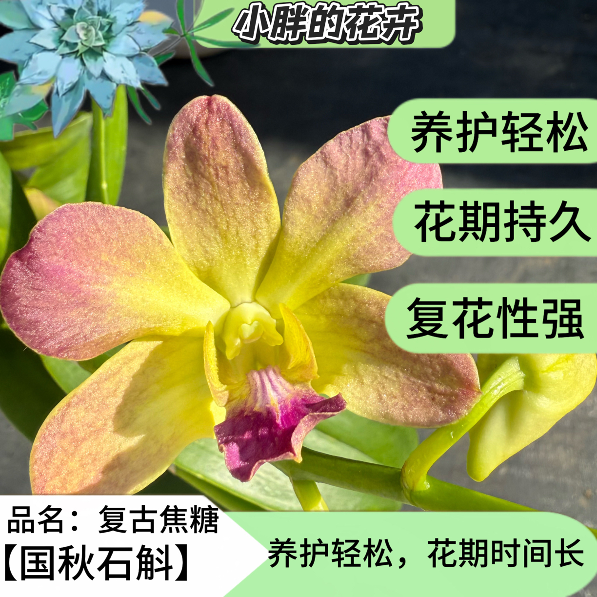 【小胖】《复古焦糖》昆明直发石斛兰