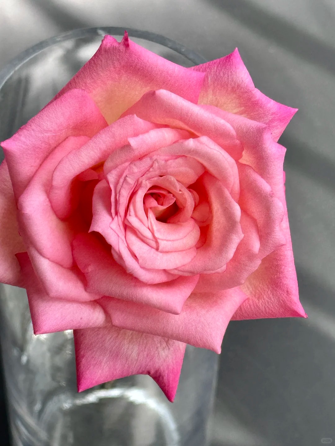 【双色粉】单头玫瑰18+2枝防损云南顺丰直发