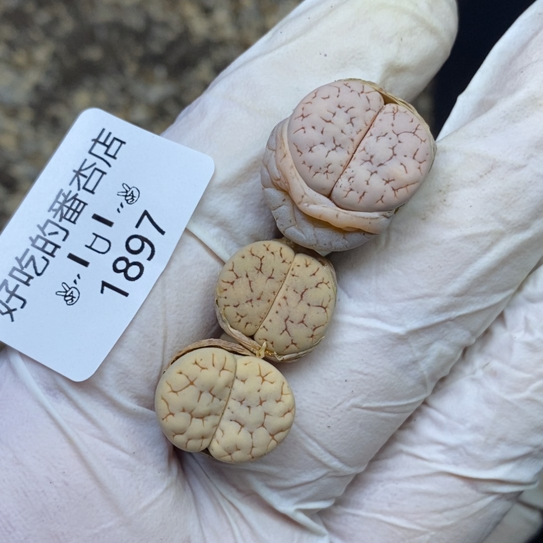 1897。零下拍保温.18包邮.当天凑哦