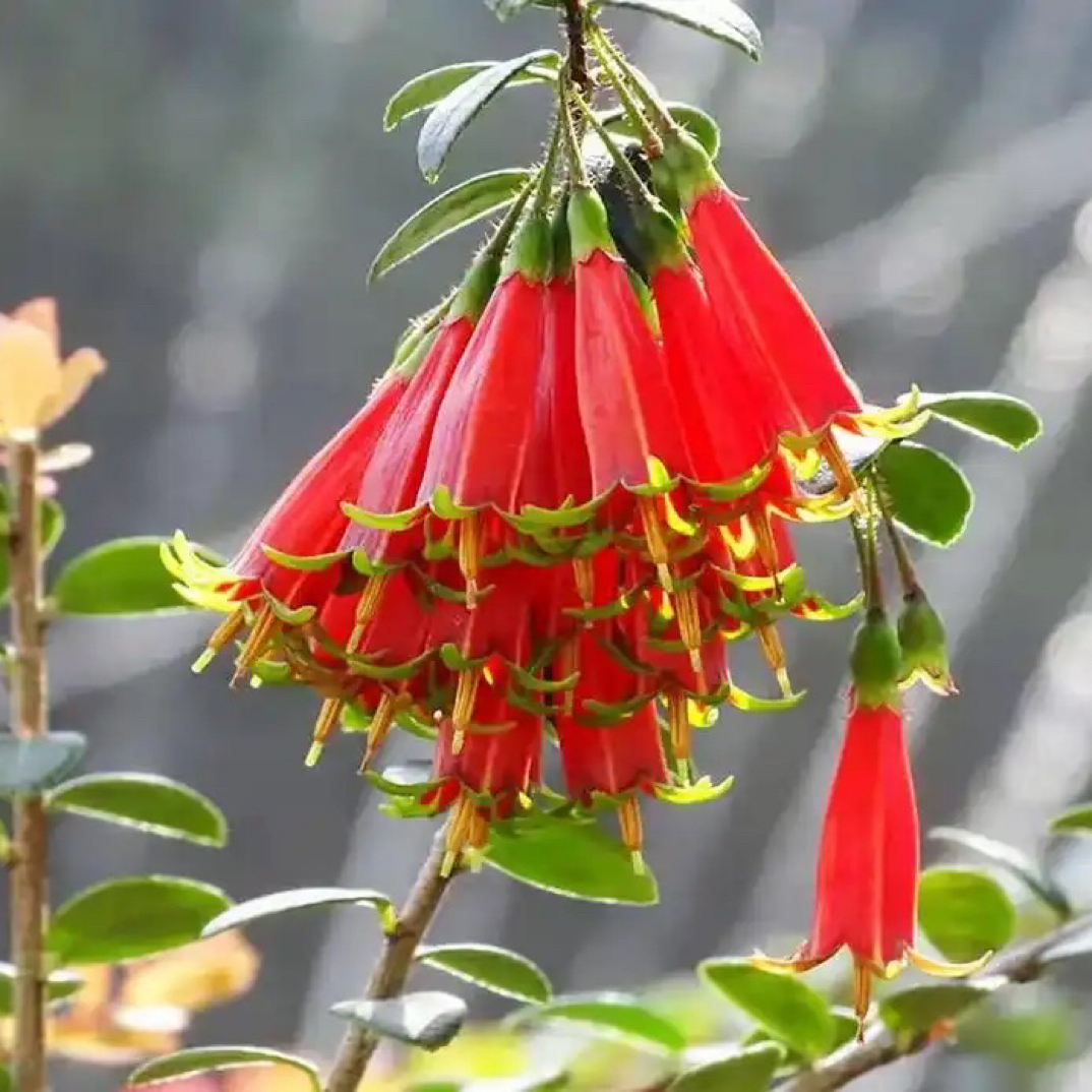 云南五翅莓盆景价格表（直播间一物一拍请勿私拍）