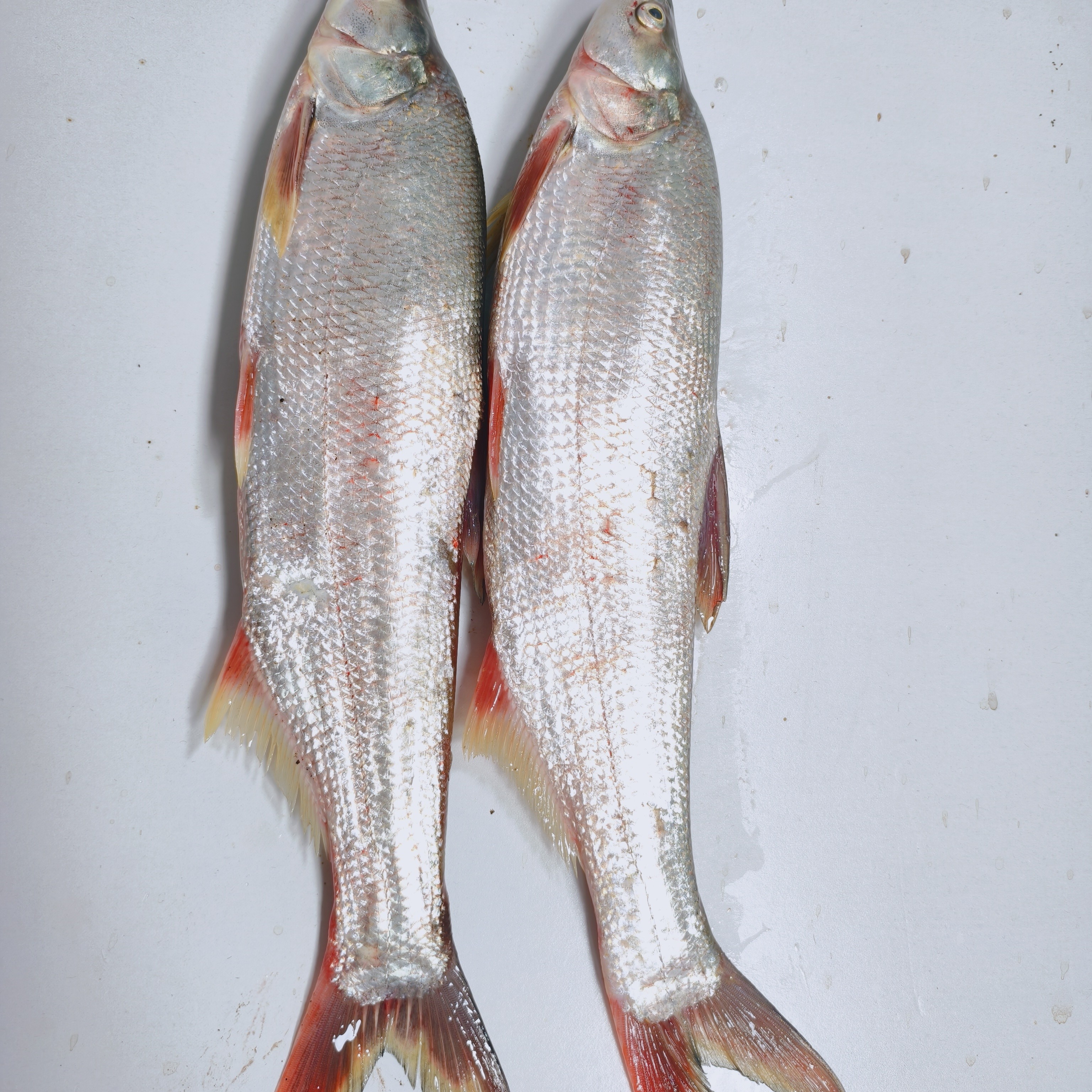 乌苏里江野生红尾鱼和麻连鱼，肉质细嫩，顺丰包邮