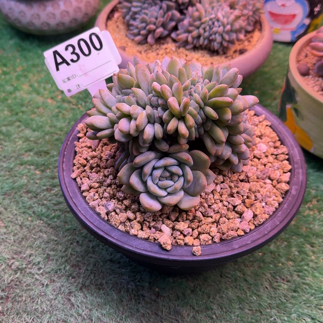 星影树缀无砍多肉