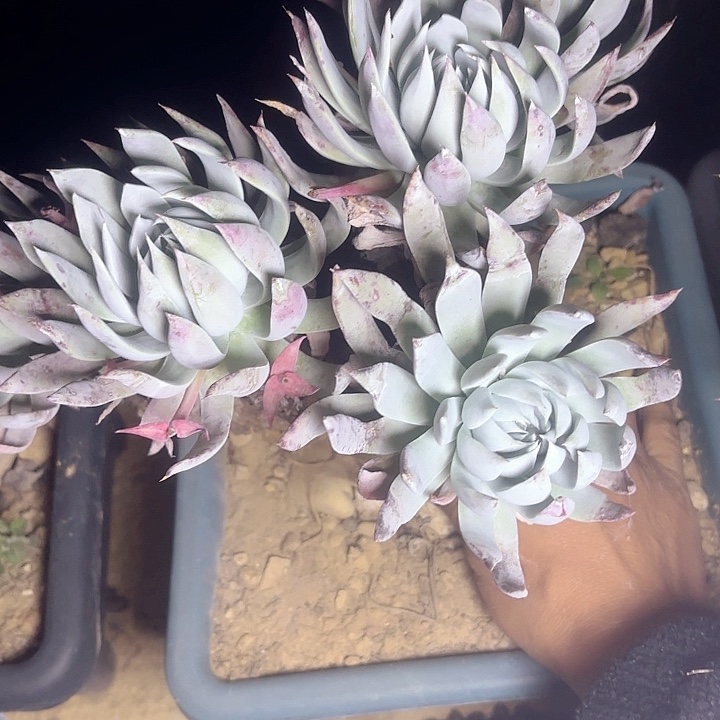 仙女杯多肉植物提取