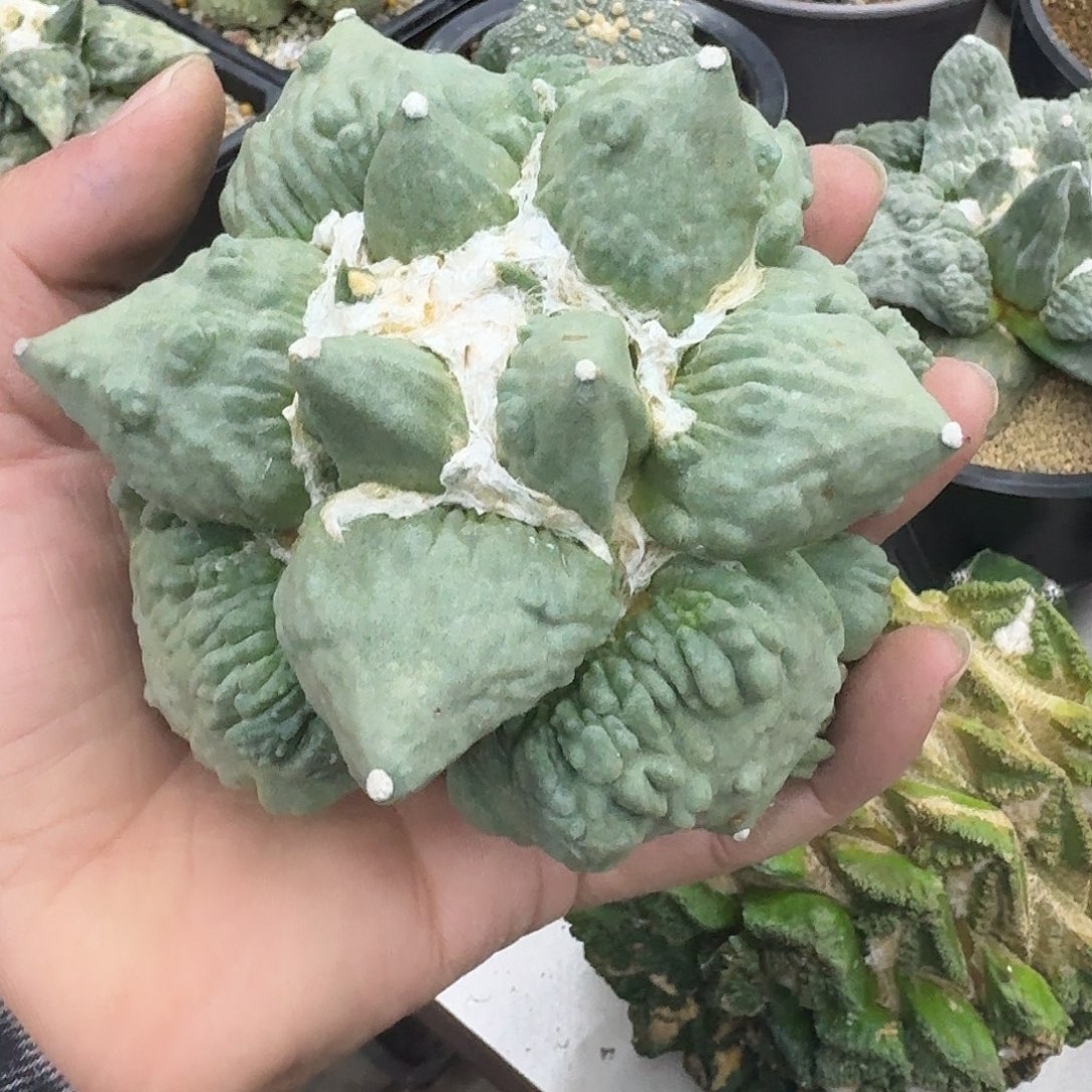 阿***简自根怒涛牡丹仙人球