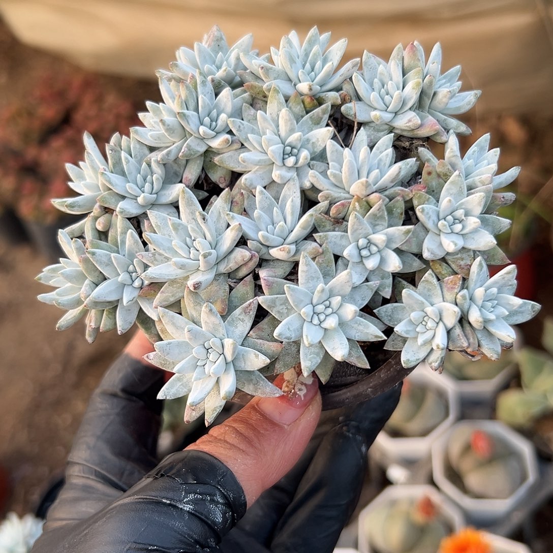 多肉植物白菊老庄