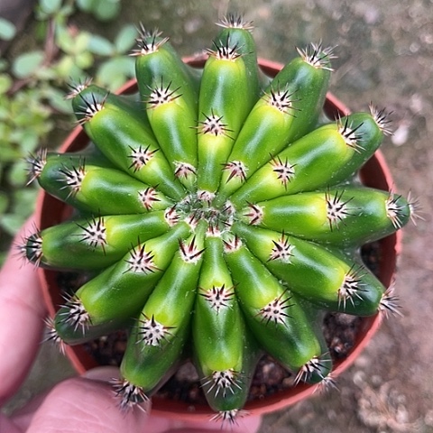 实生彩草带盆土发货