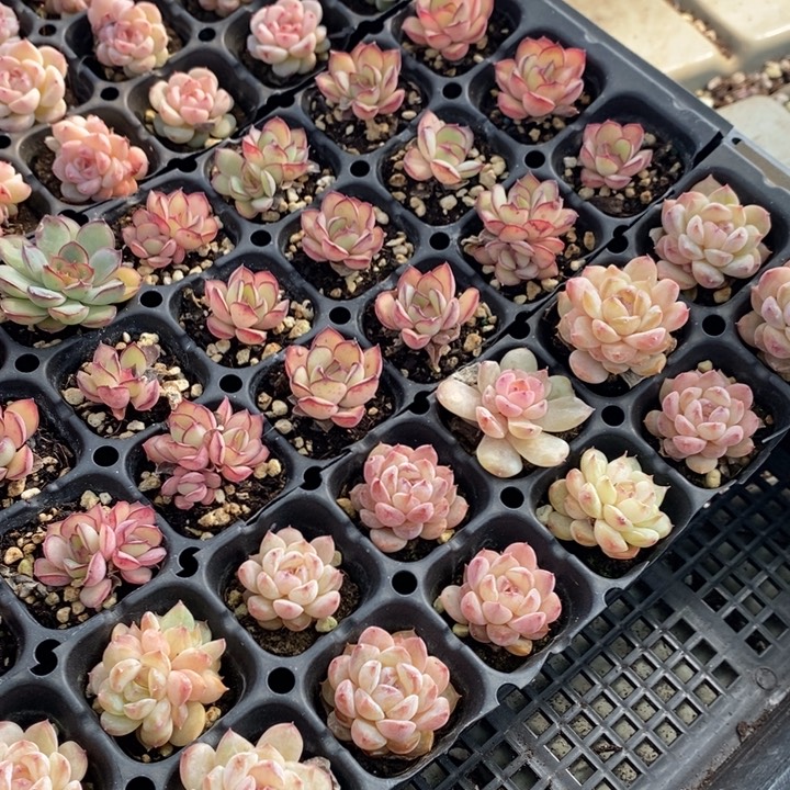 55 多肉植物盆栽花卉植物