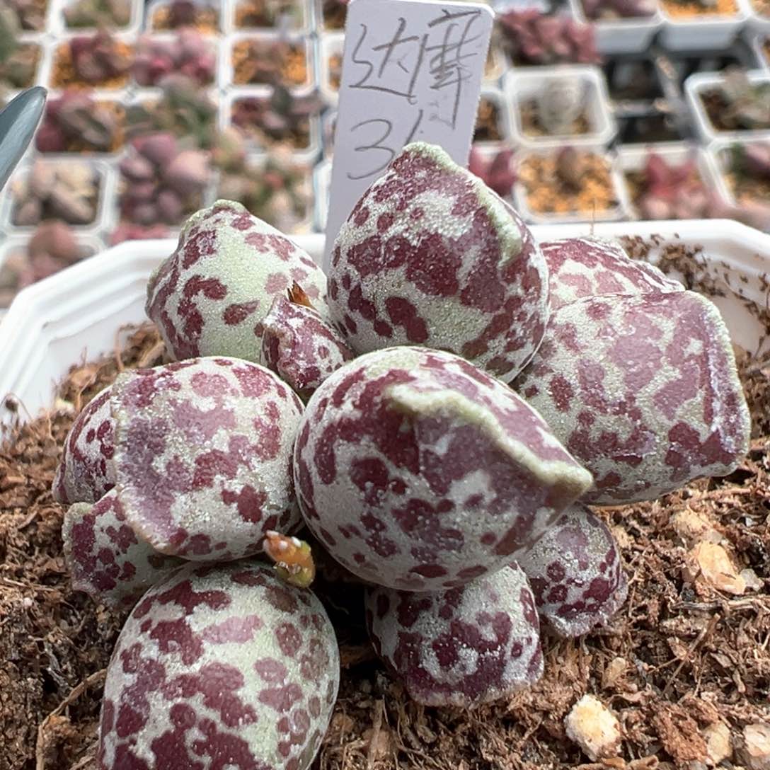 达摩海豹多肉植物水泡