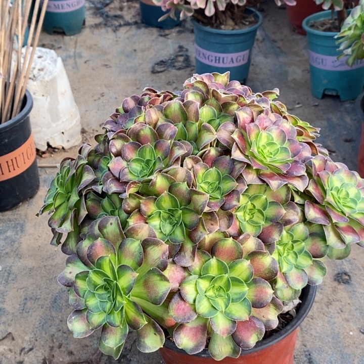 韶华多肉植物35。  