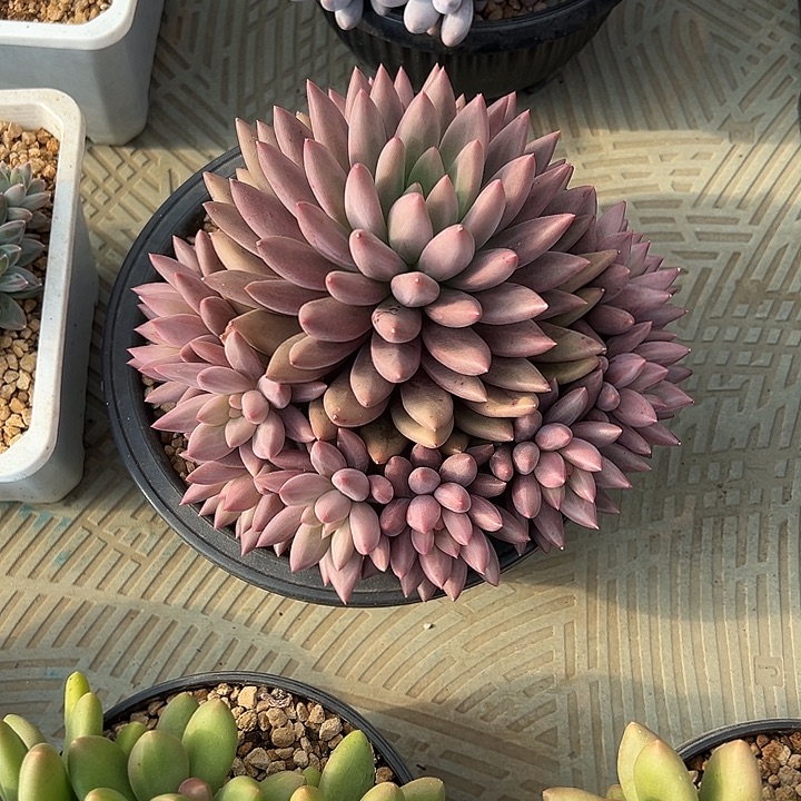 红蜻蜓自然群无砍