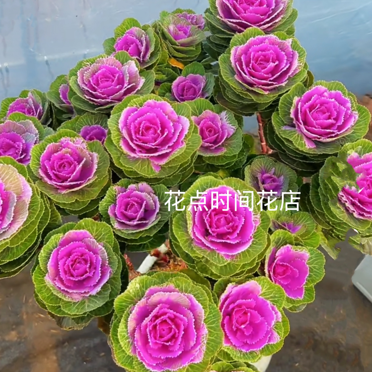 羽衣甘蓝 玫瑰甘蓝 多头一物一拍