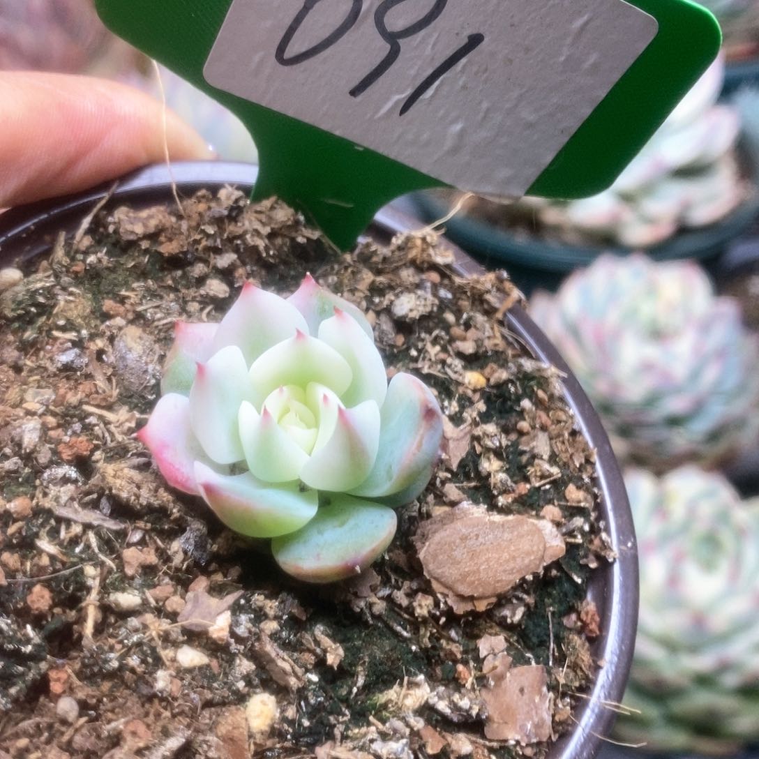 木***092锦锦锦锦锦锦