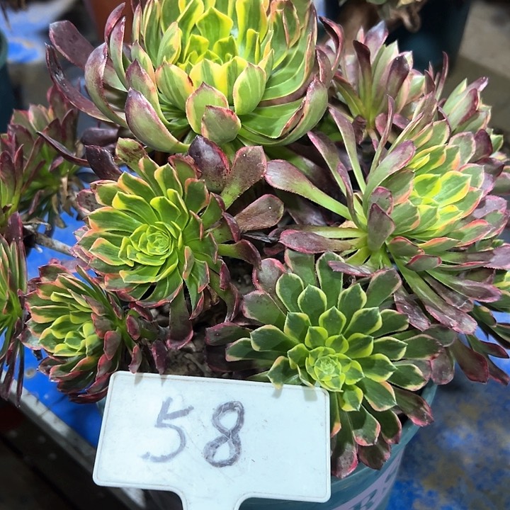 多肉植物朝霞法师