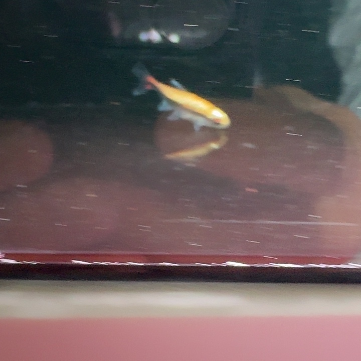 海水鱼白金巧克力2cm
