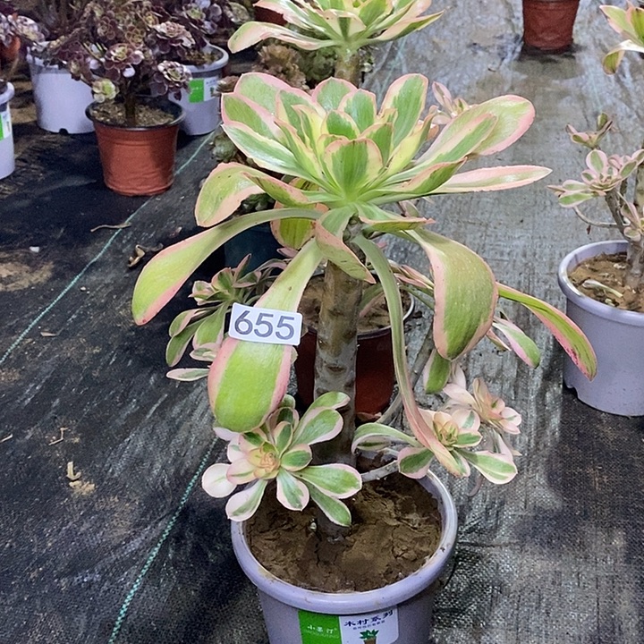 655，燕姿锦多肉法师