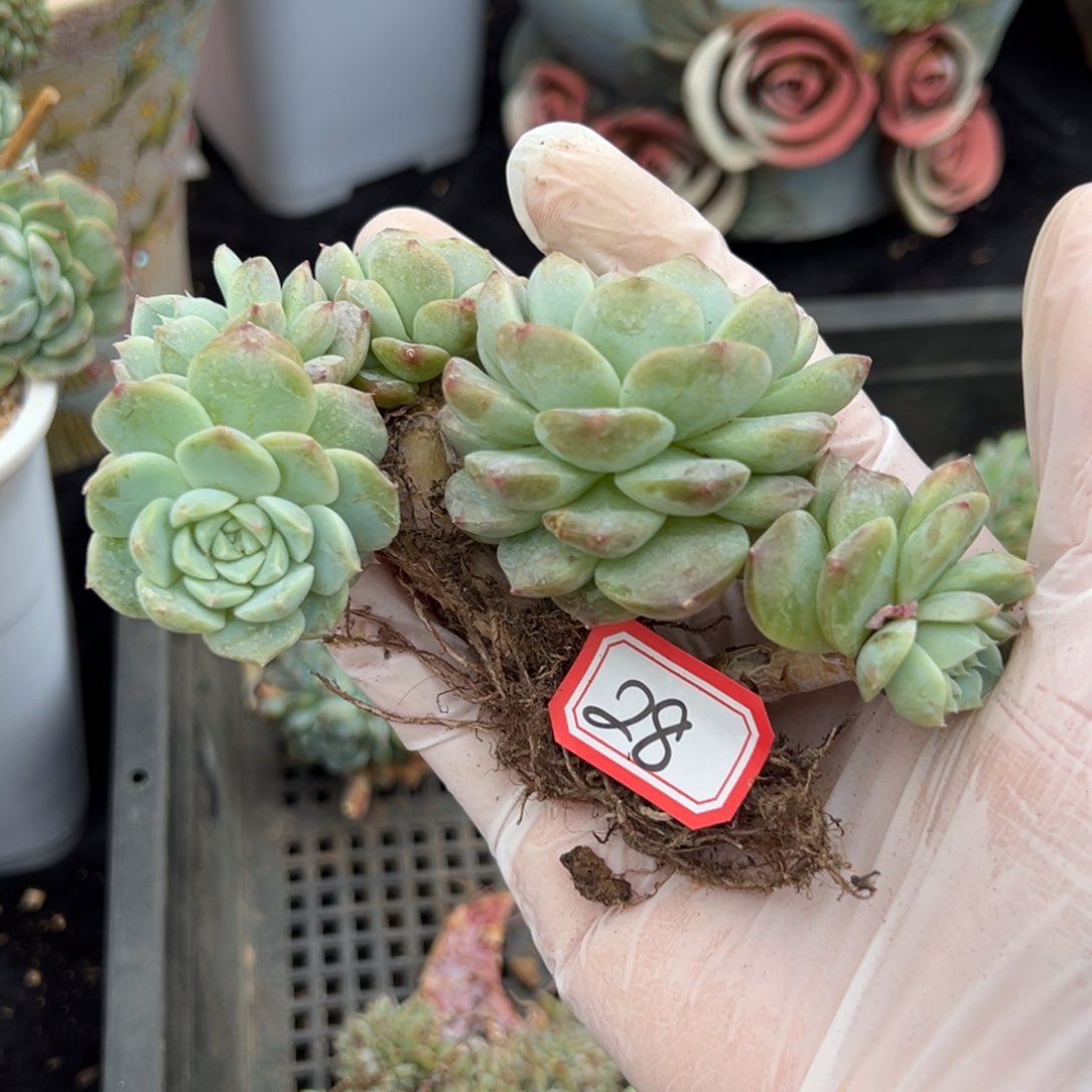 y**i新年快乐 新年快乐 新年快乐