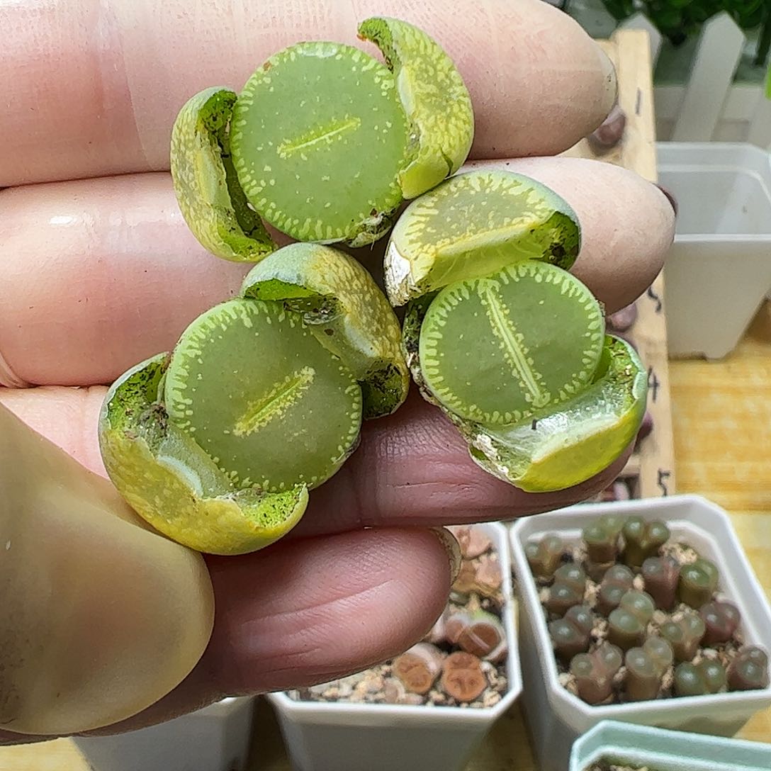 净窗绿光阳3颗……………………………