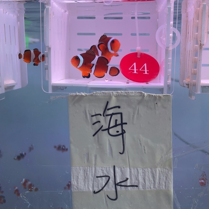 海水鱼精品黑边公子2条4-5