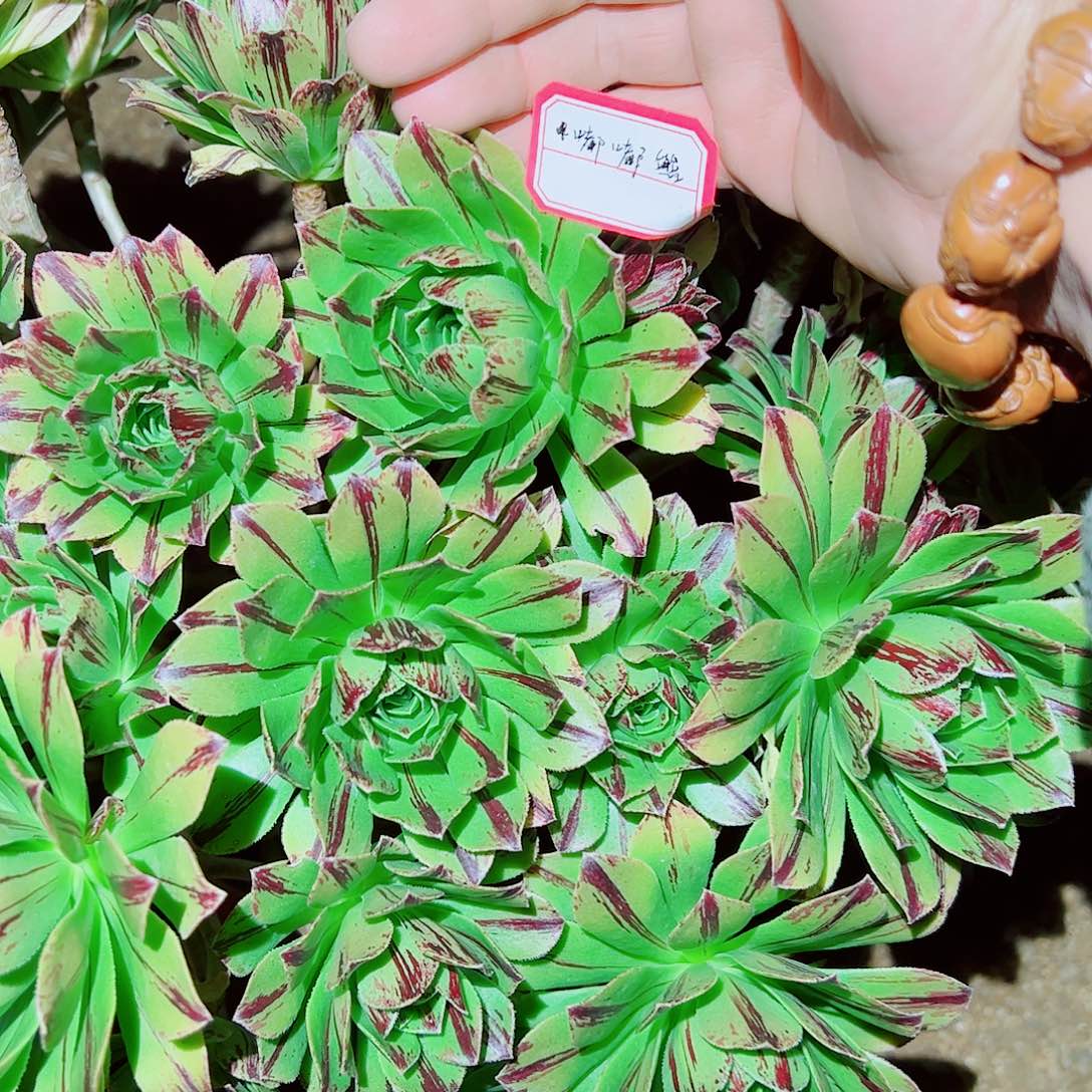 嘟嘟熊多肉植物保护研究所