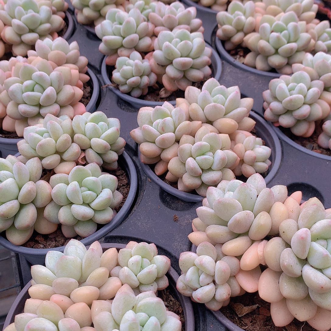 泡泡糖群4556778899990