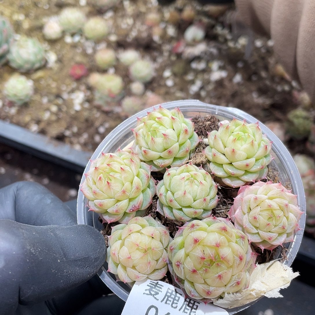 069。 迷你果冻海胆。           