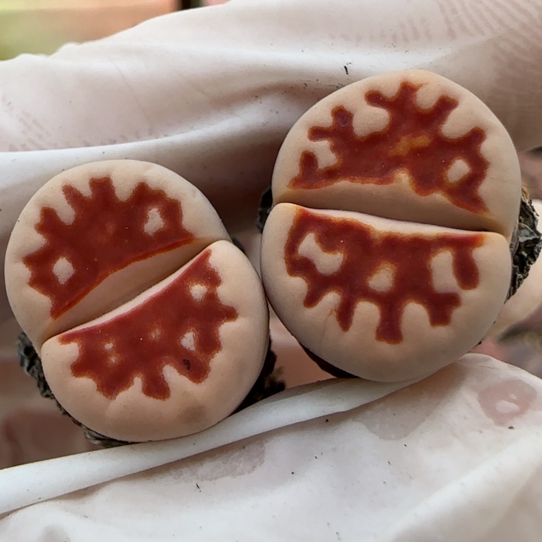 1.15，捡漏福利，tp，9023