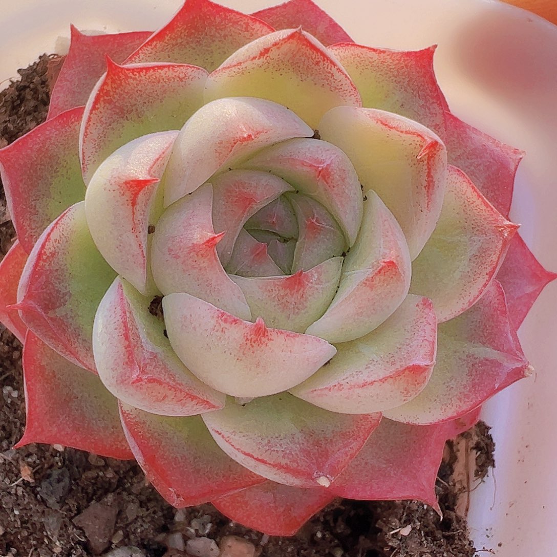 小精品玫瑰仙子19包邮