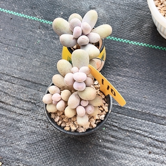 李***^米可奶110号码牌子的话