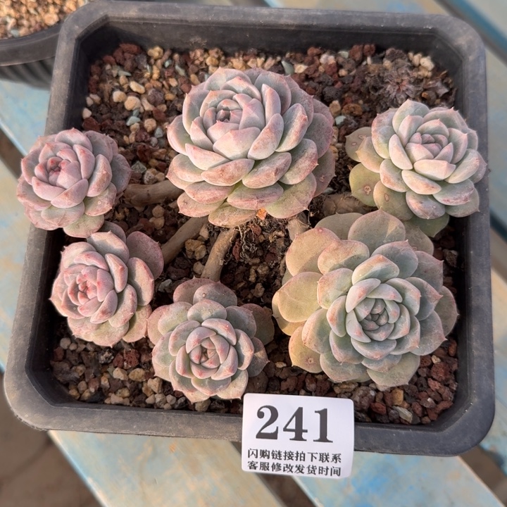 241不知名群无砍16cm左右