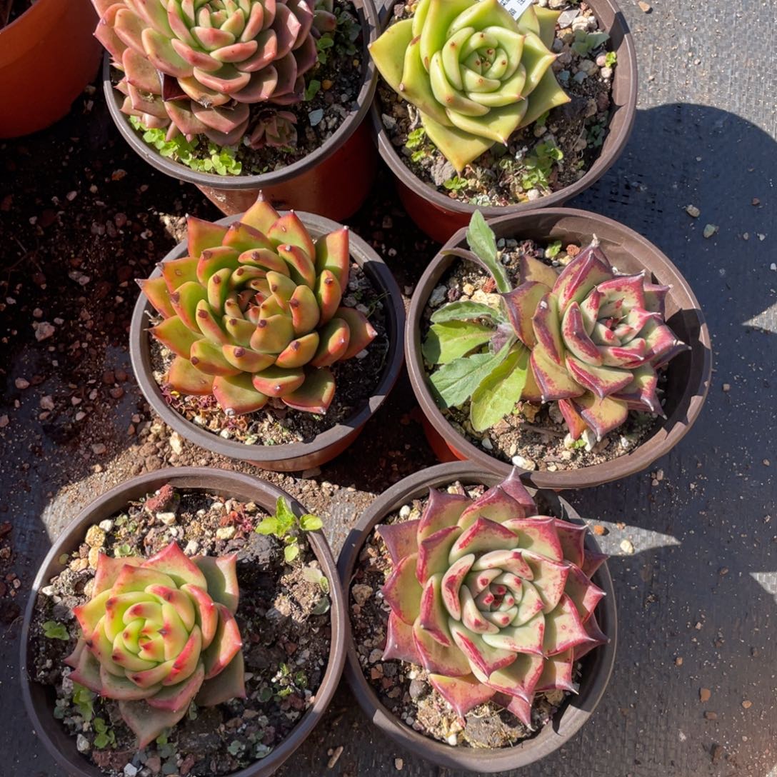 无花朵若如东云组拍E488