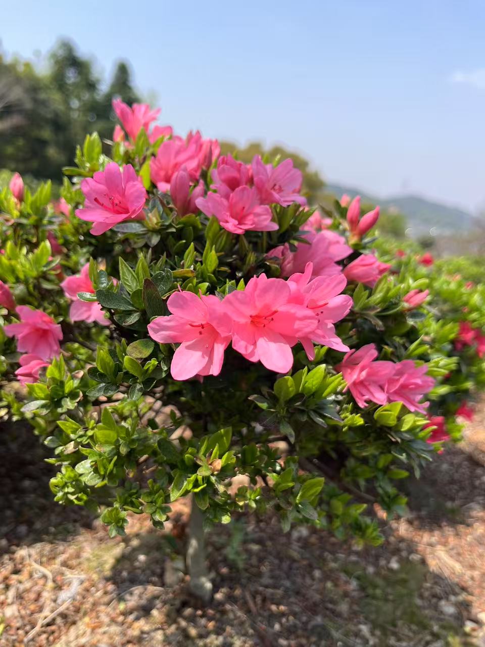 双季桃红粉腊皮杜鹃