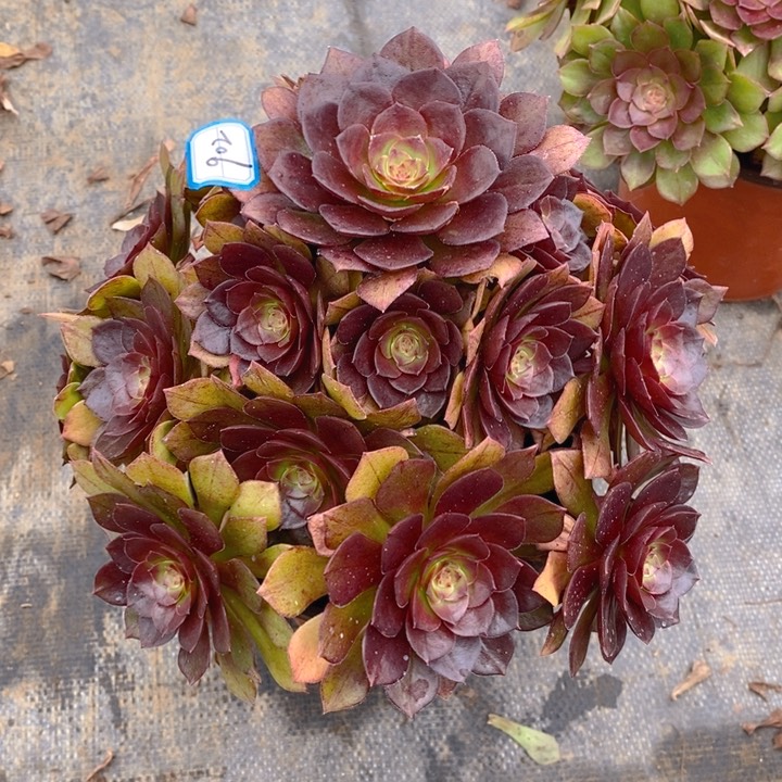 902红魔玫瑰多肉