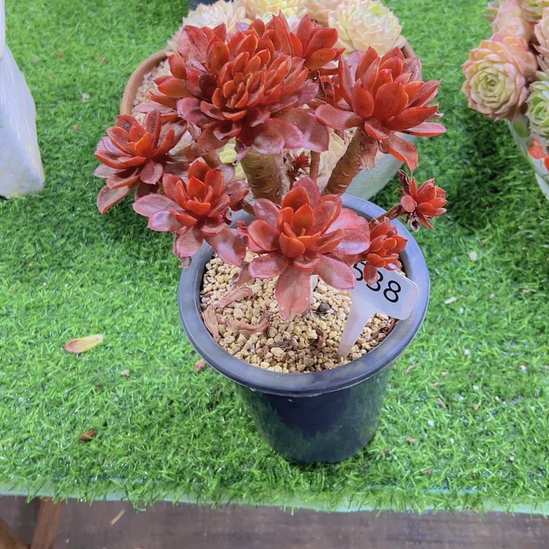 皎*538糖果40。。。。