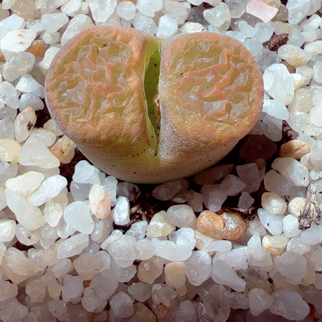 314-653多肉蛋糕多肉