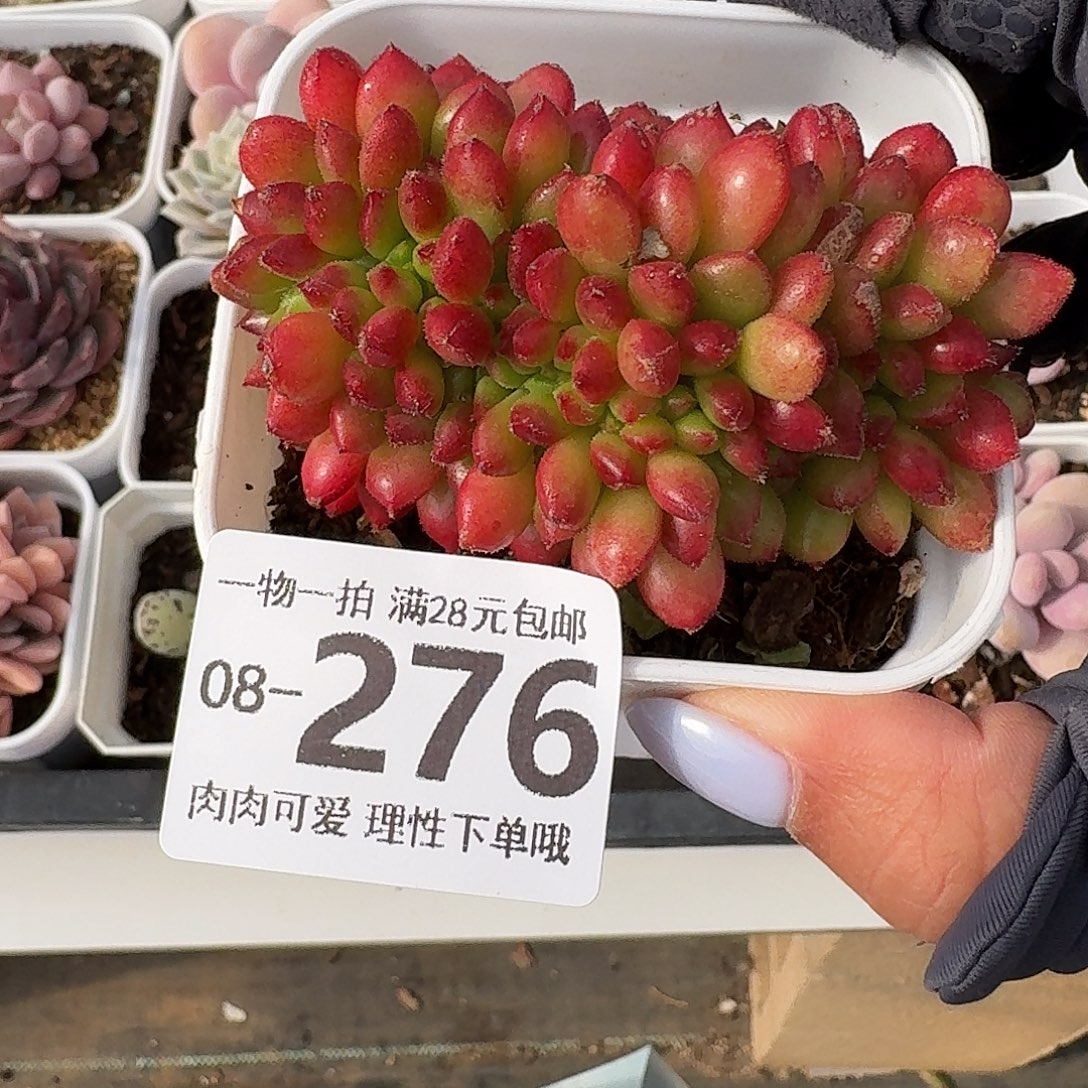 卡罗尔缀化无盆土发货无盆