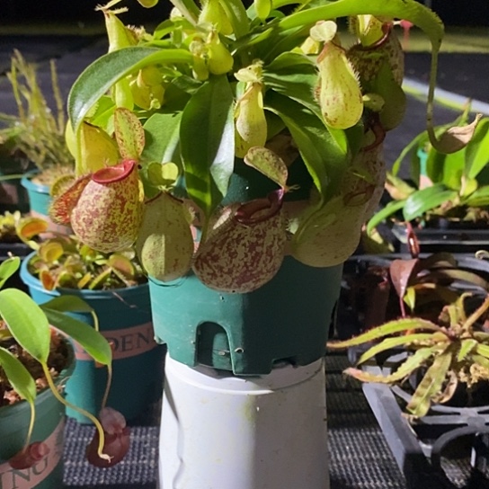 完全开放虎克爆盆猪笼草