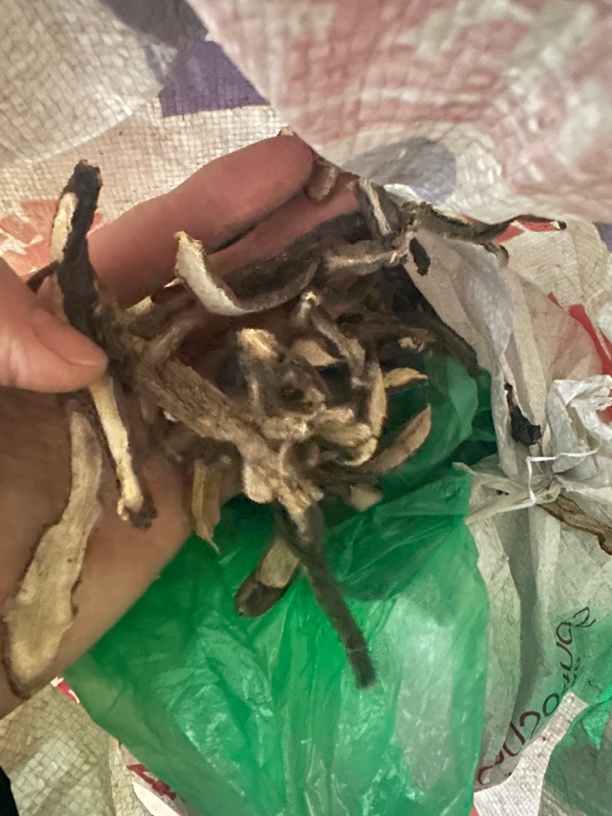 土人参假人参 人参菜 土洋参栌兰 切片干品正品包邮无硫
