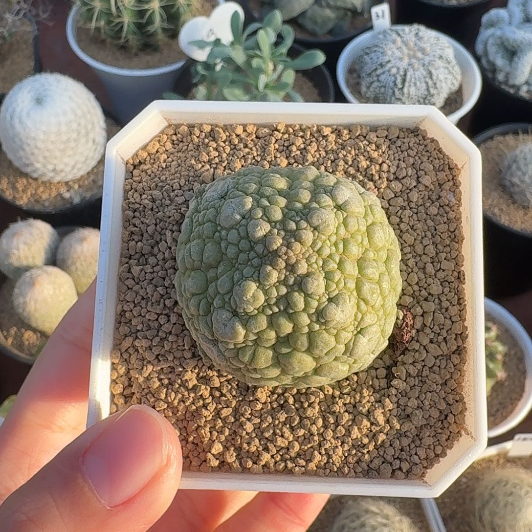 起***强凝蹄玉仙人球12323