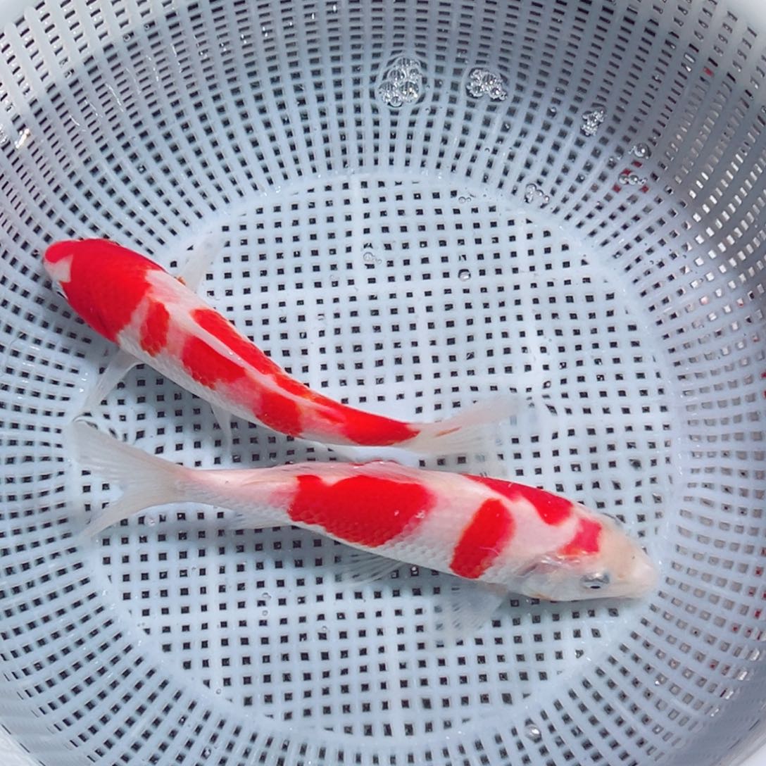 锦鲤锦鲤观赏鱼1111