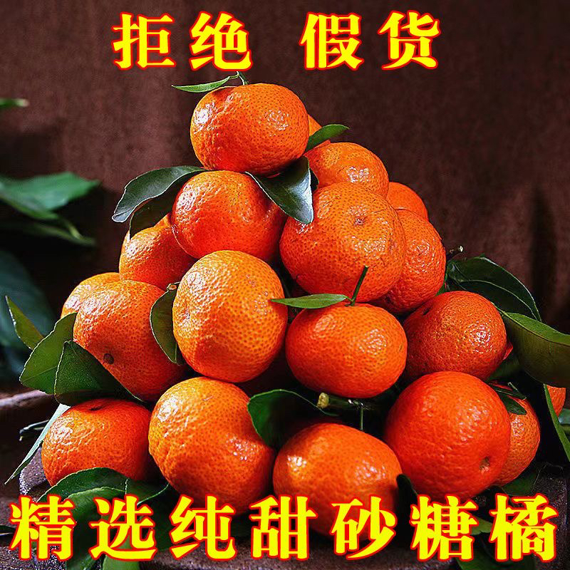 正宗广西荔浦砂糖橘纯甜无籽沙糖桔橘保温防冻特大装