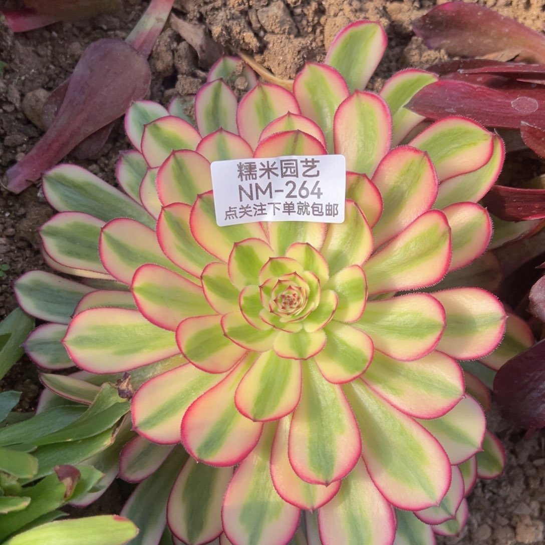 白月光多肉植物264