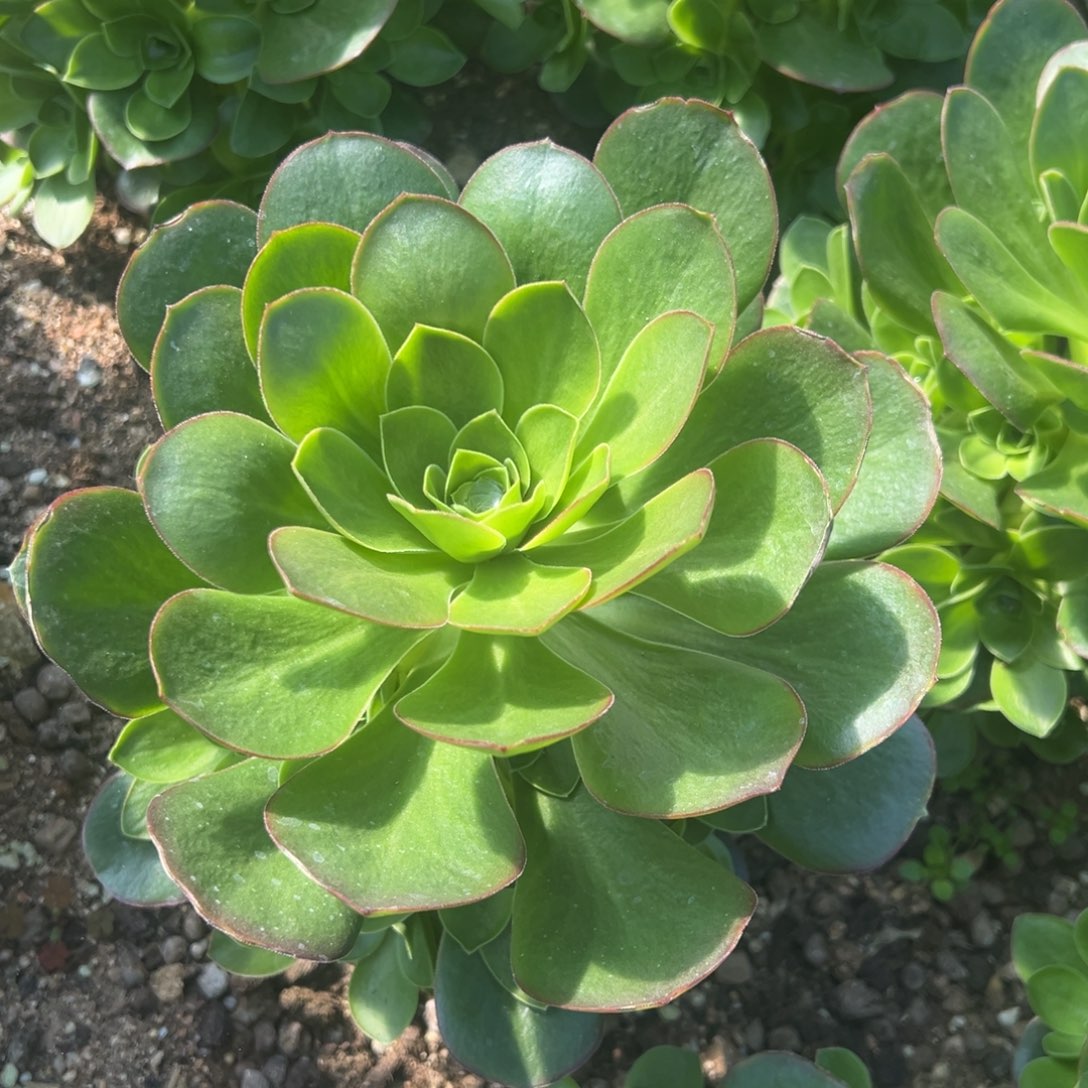 魅金玫瑰多肉植物手捧